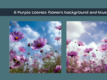 Purple cosmos flowers background and blue sky