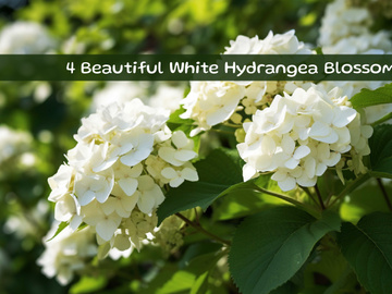 Beautiful White Hydrangea Blossoms