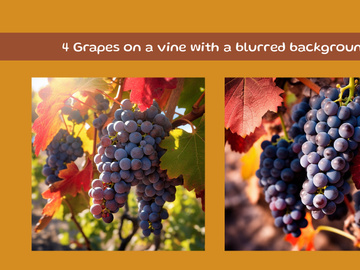 Grapes on a vine with a blurred background