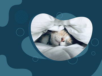 T-THEME - Pet Care Website Template