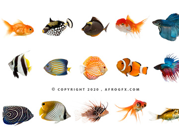 Sea Life (Fish) Free Stock Photos