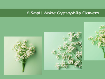 Small White Gypsophila Flowers