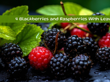 Blackberries and Raspberries with Leaves