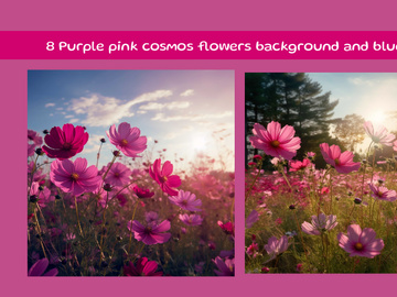Purple pink cosmos flowers background and blue sky