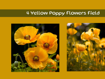 Yellow Poppy Flowers Field