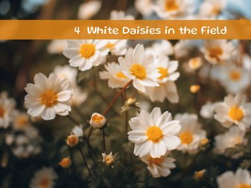 White Daisies in the Field