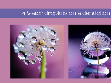 Water droplets on a dandelion
