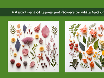 Assortment of leaves and flowers on white background
