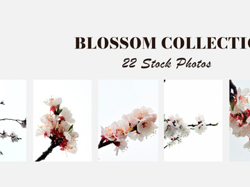 spring blossom stock photos capturing the beauty of nature in full bloom