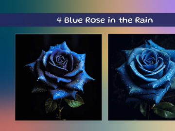 Blue Rose in the Rain