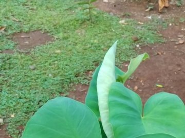 Green taro leaves