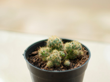 Cactus plant in a pot