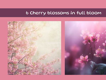 Cherry blossoms in full bloom on a tree