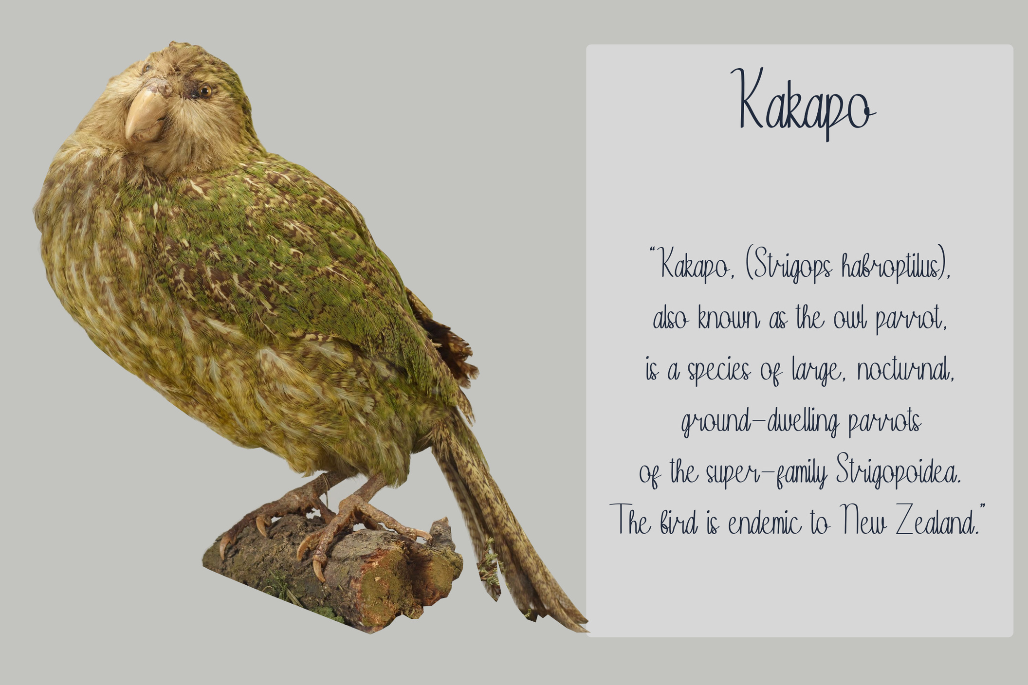 Kakapo - Fuente manuscrita