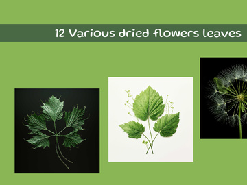 Various dried flowers leaves