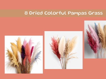 Dried Colorful Pampas Grass