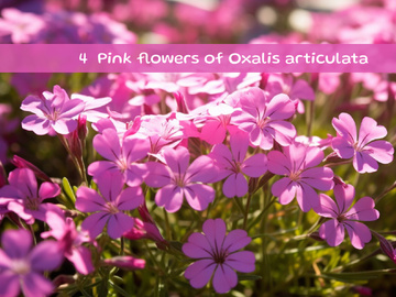 Pink flowers of Oxalis articulata