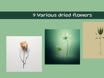 Various dried flowers