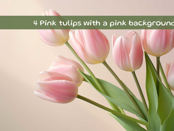 Pink tulips with a pink background