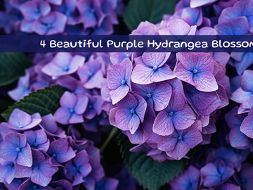 Beautiful Purple Hydrangea Blossoms
