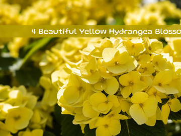Beautiful Yellow Hydrangea Blossoms