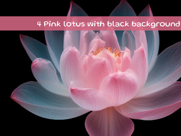 Pink lotus with black background