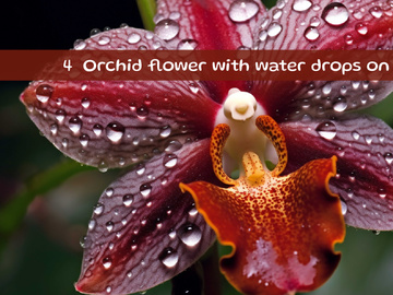 Orchid flower with water drops