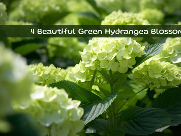 Beautiful Green Hydrangea Blossoms