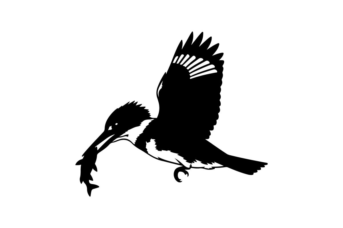 Silhouette burung raja udang yang sedang terbang dengan ikan
