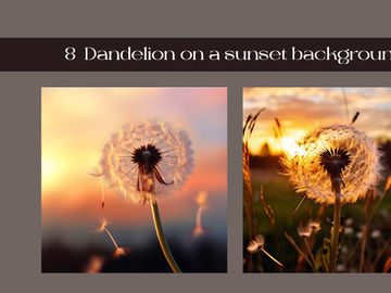 Dandelion on a sunset background
