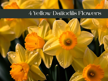 Yellow Daffodils Flowers