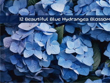 Beautiful Blue Hydrangea Blossoms
