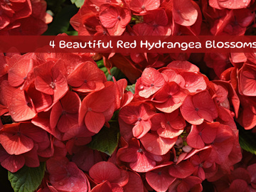 Beautiful Red Hydrangea Blossoms
