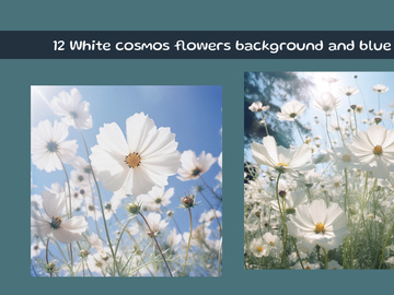 White cosmos flowers background and blue sky