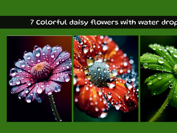 Colorful daisy flowers with water drops