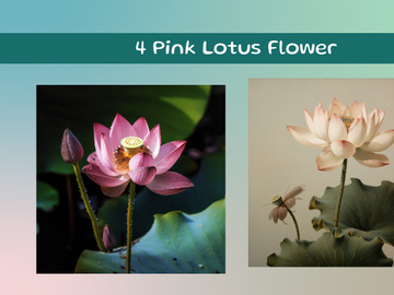 Pink Lotus Flower
