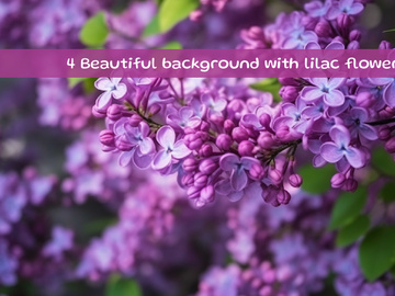 Beautiful background with lilac flowers